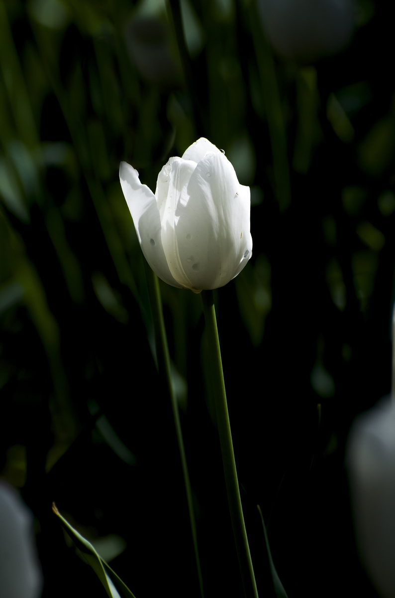 nEO_IMG_DSC_5651.jpg