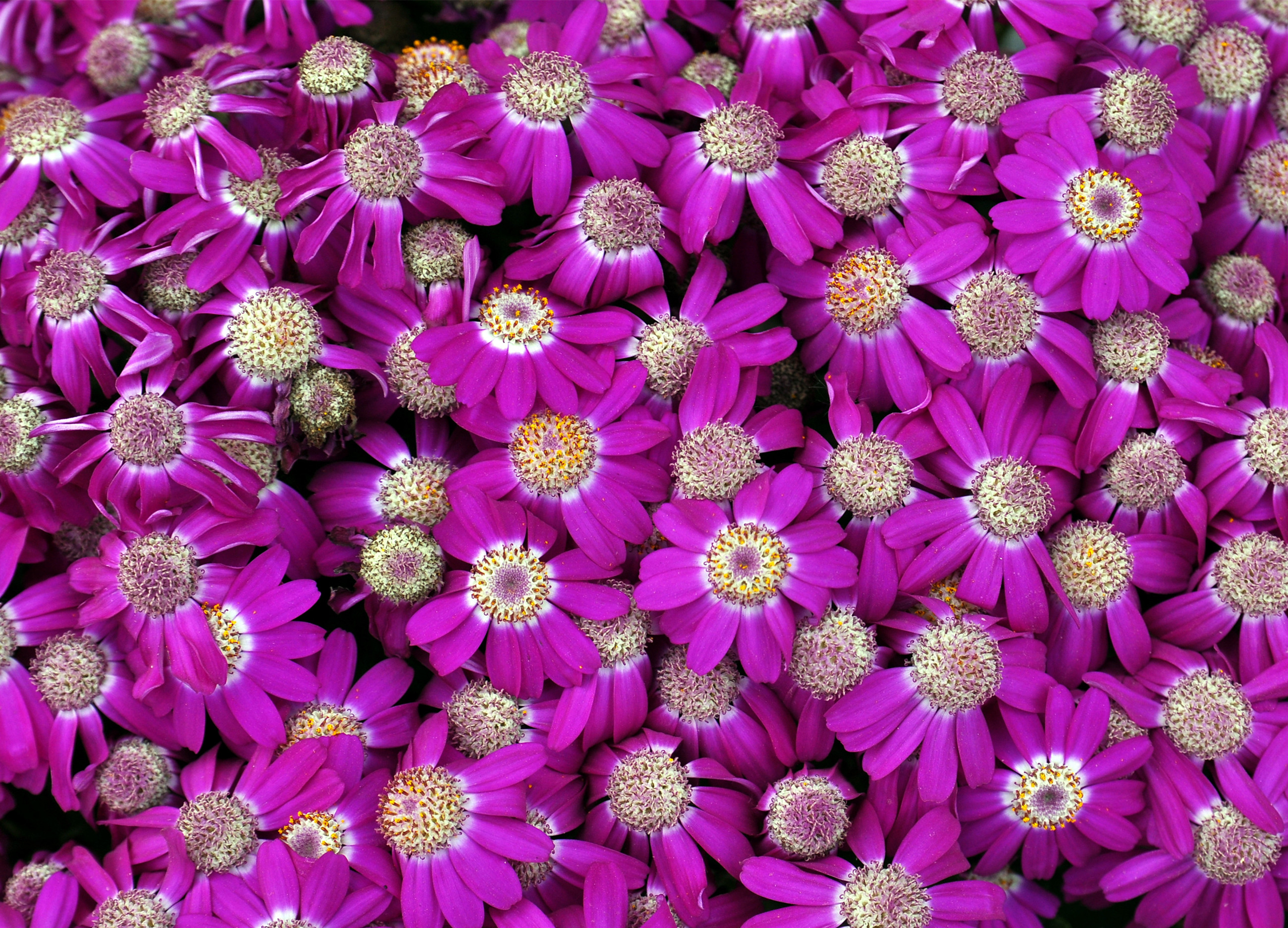 16争艳 (2)_副本.jpg