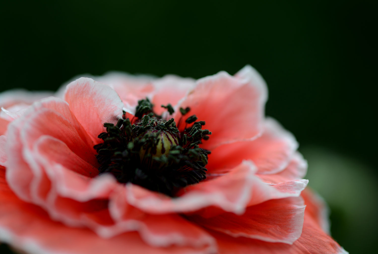 DSC_1339.JPG