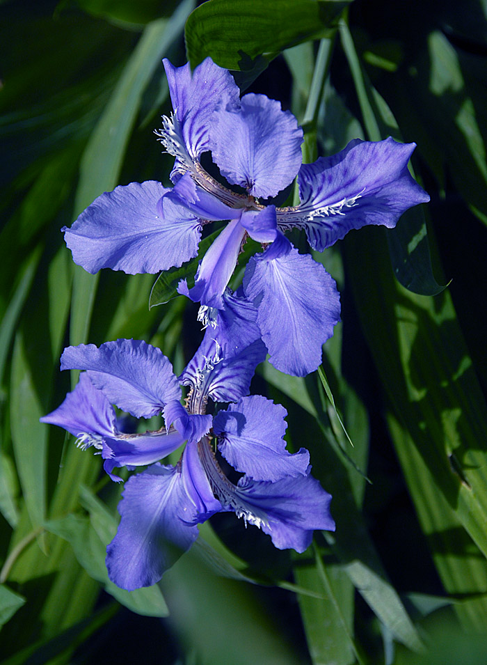 鸢尾 花 (6).jpg