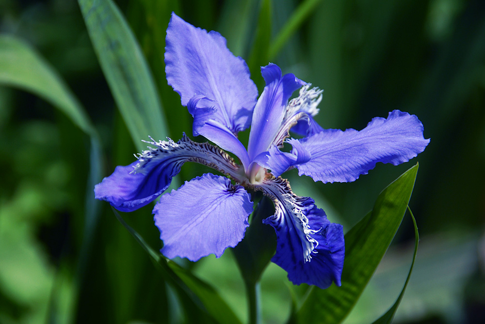 鸢尾 花 (10).jpg