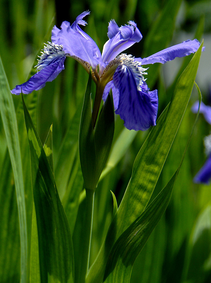 鸢尾 花 (12).jpg