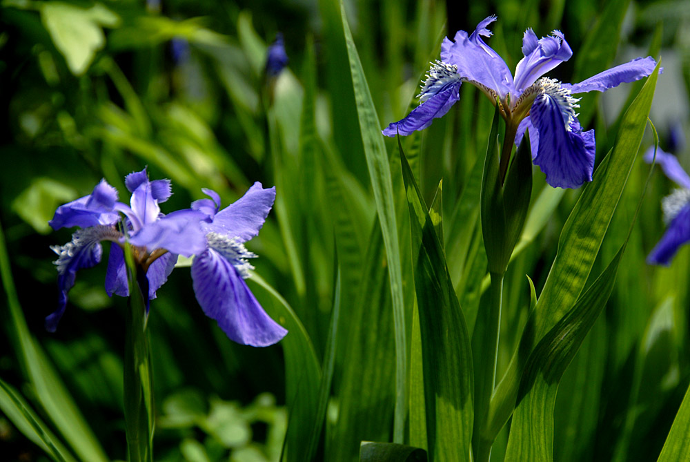 鸢尾 花 (21).jpg