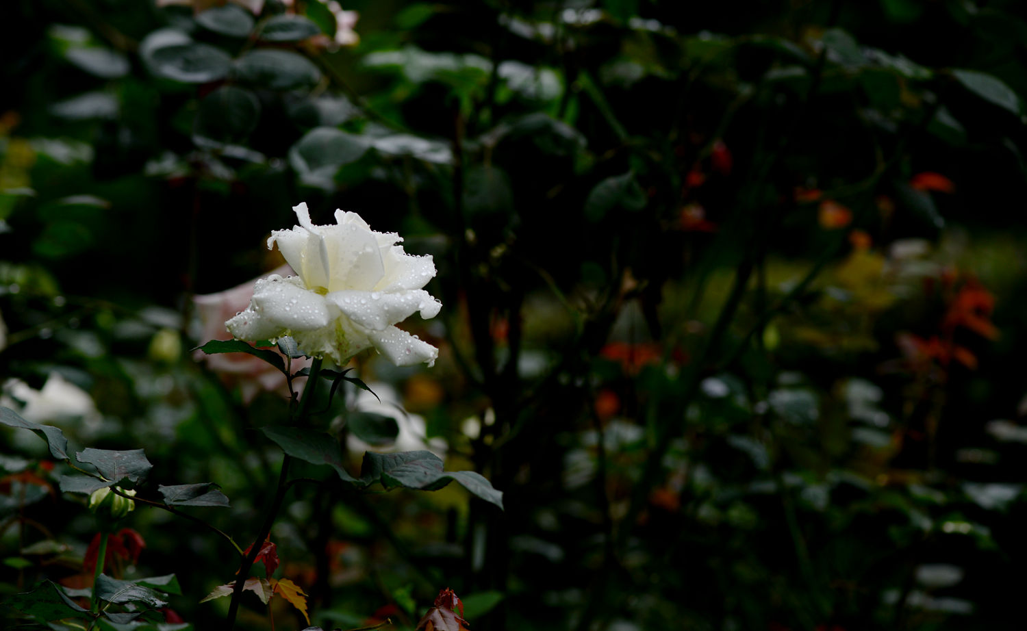 娇艳欲滴  月季花