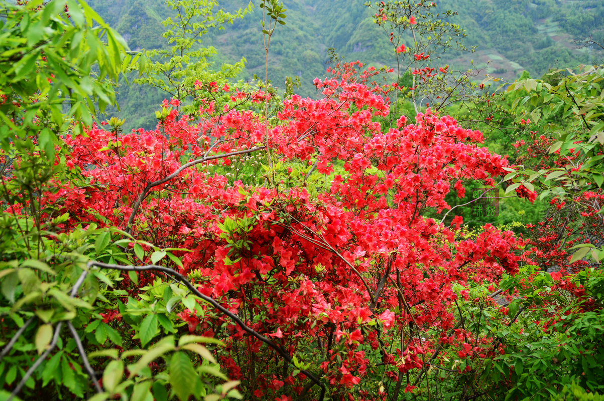 DSC_6566_副本.JPG