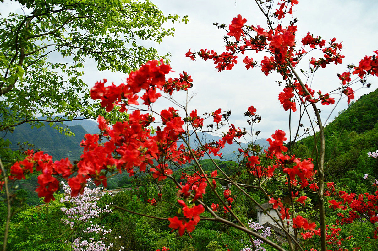 DSC_6592_副本.JPG