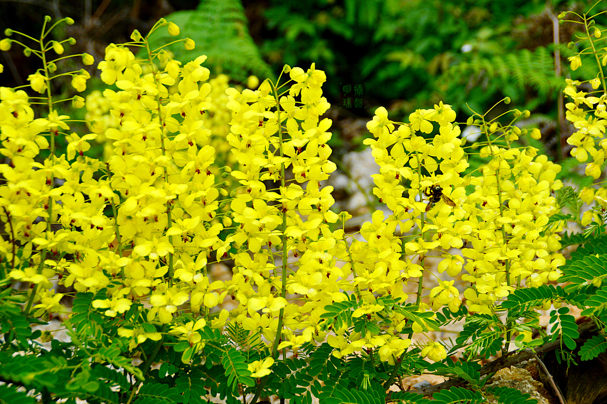 DSC_6636_副本.JPG