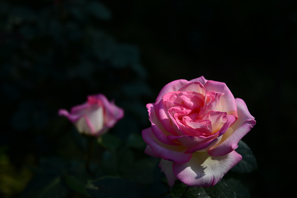 DSC_3670.JPG
