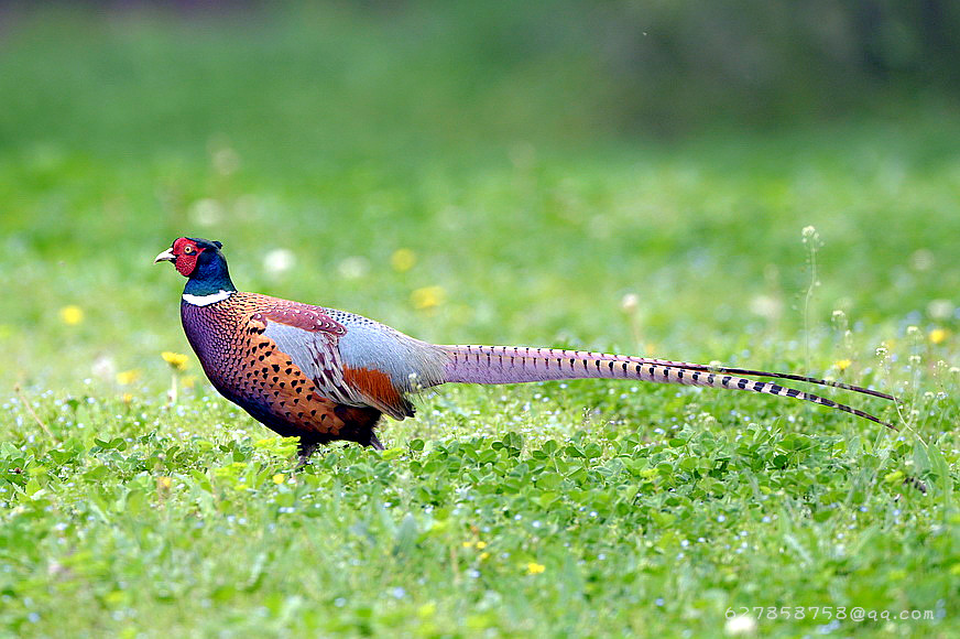 DSC_5722.JPG