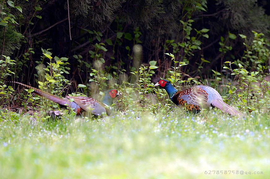 DSC_5737.JPG