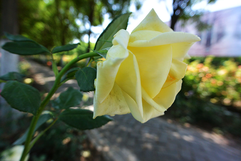 DSC_0173副本.jpg