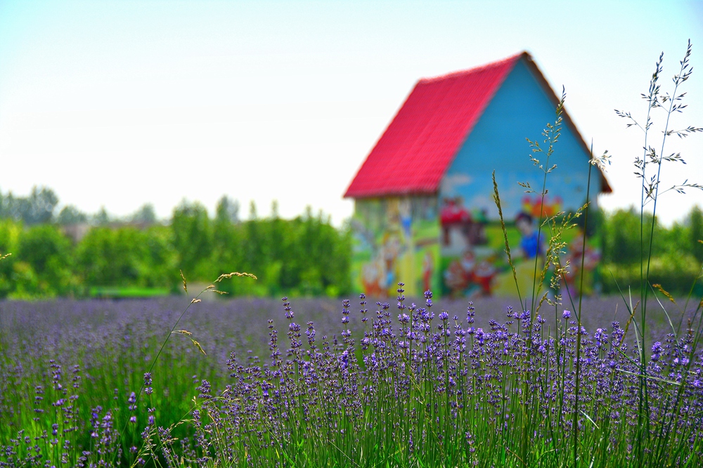薰衣草花香 (13).jpg