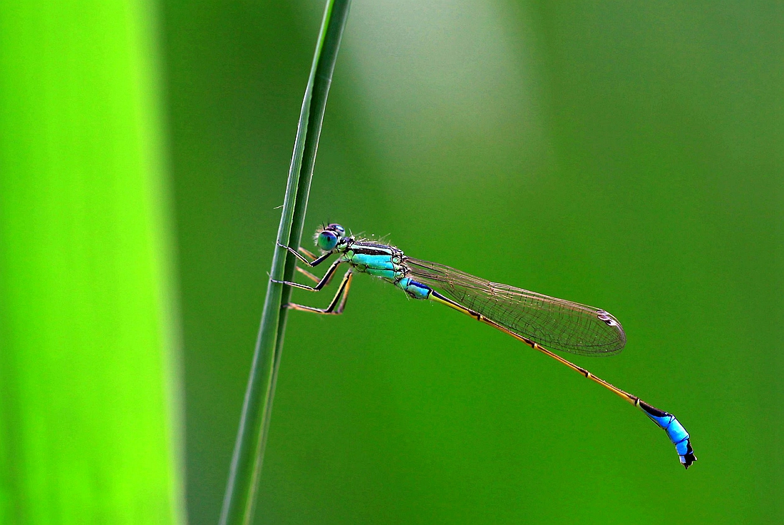 豆娘 080_副本.jpg