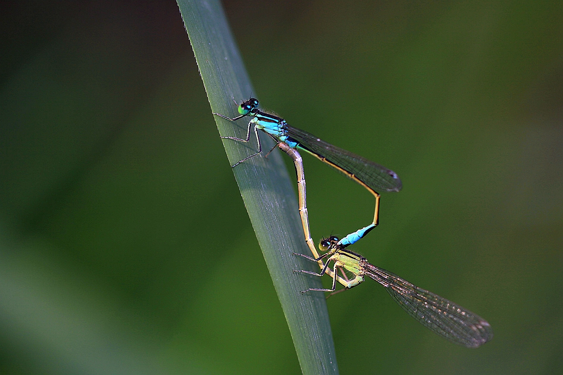 豆娘 275_副本.jpg