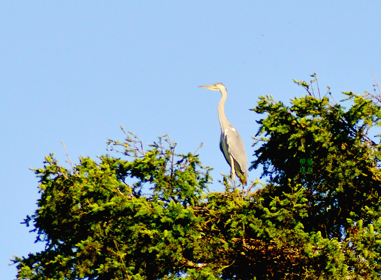 DSC_0204_副本.JPG
