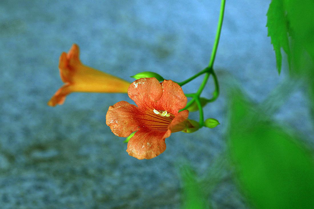 凌霄花 121_副本.jpg