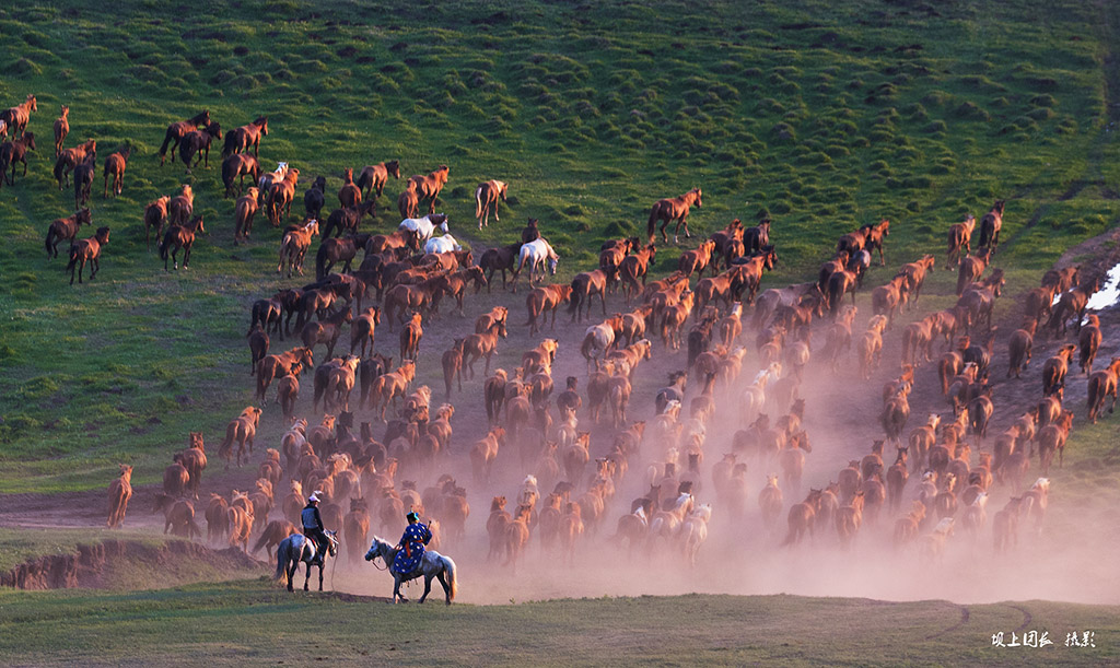 2016年6月坝上草原万马奔腾