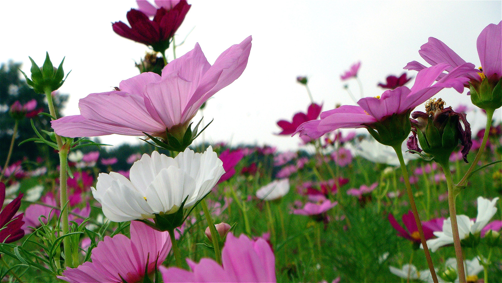 DSC03525_meitu_6.jpg