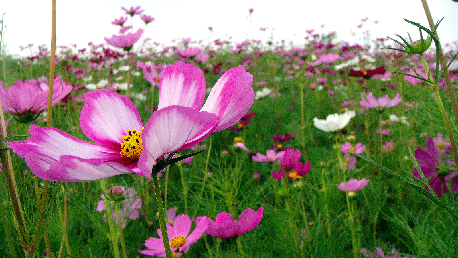 DSC03537_meitu_10.jpg