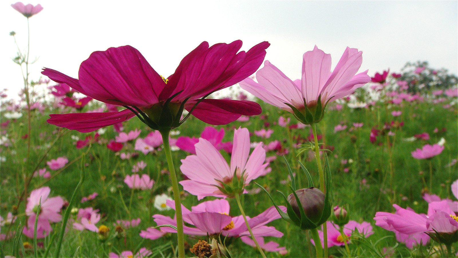 DSC03546_meitu_14.jpg