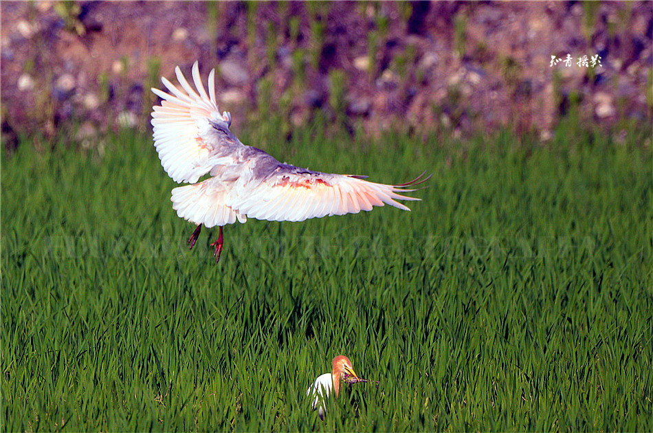 DSC_7616.JPG