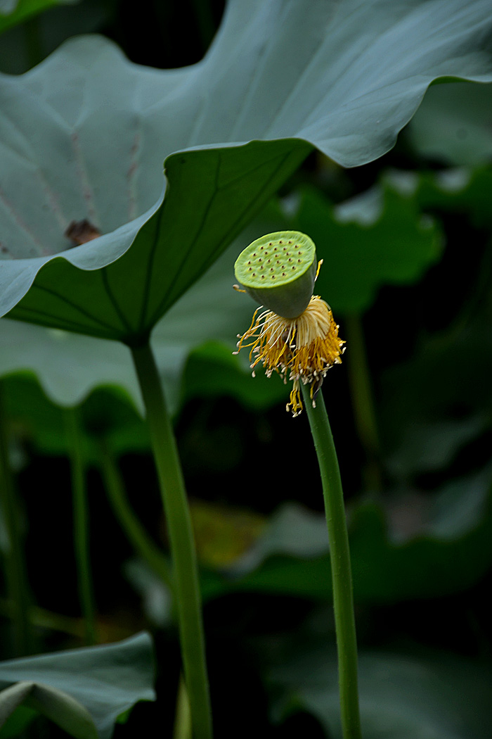 荷花 (4).jpg