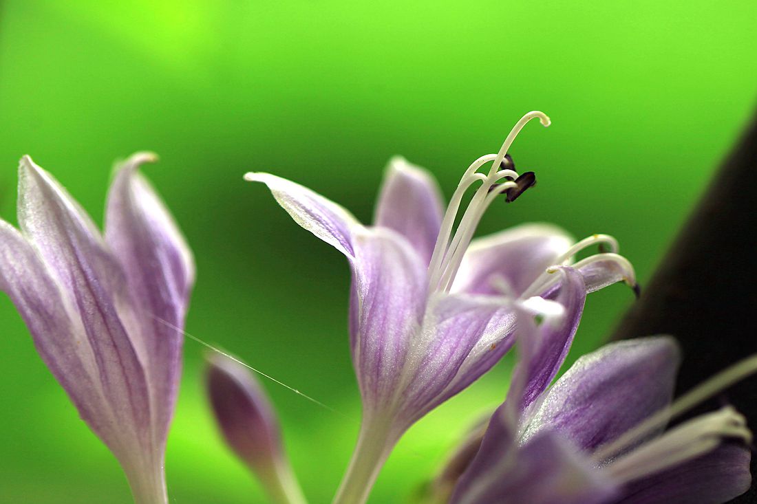 鸭跖草 171_副本.jpg