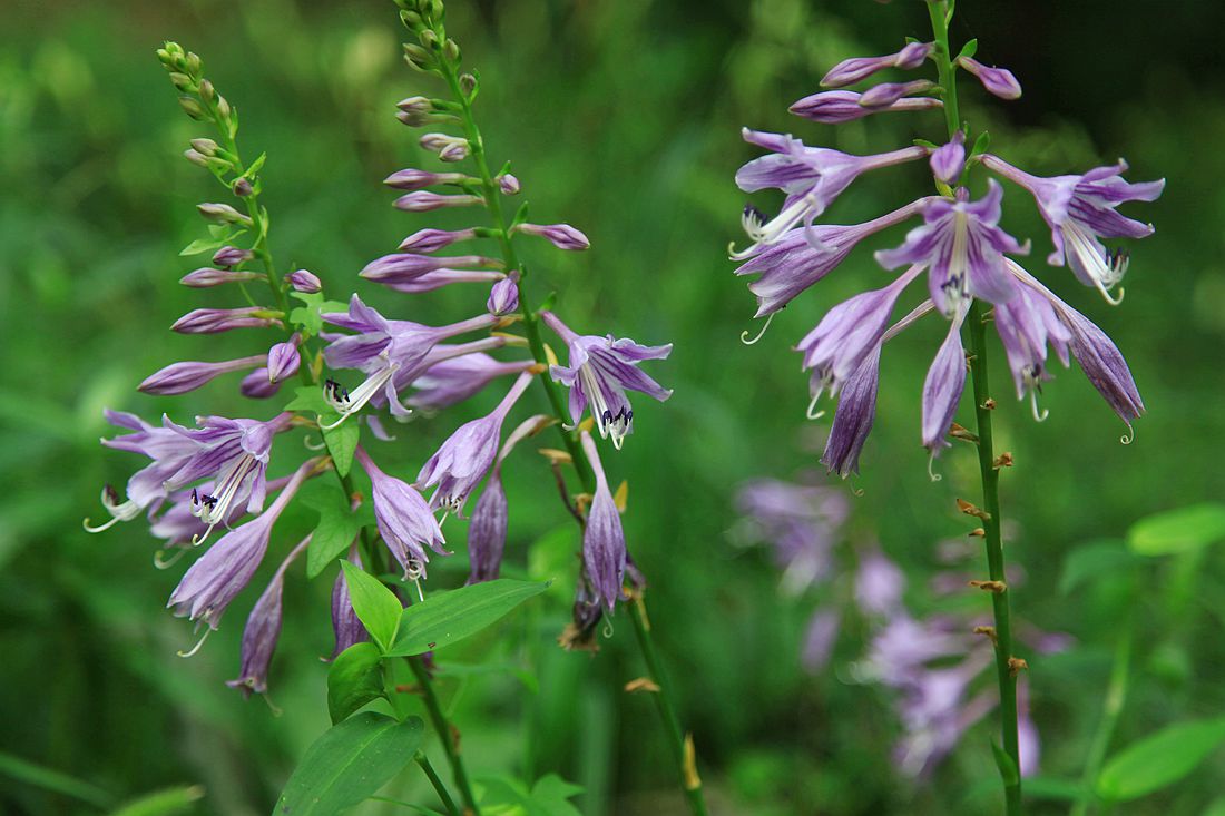 玉簪花 092_副本.jpg