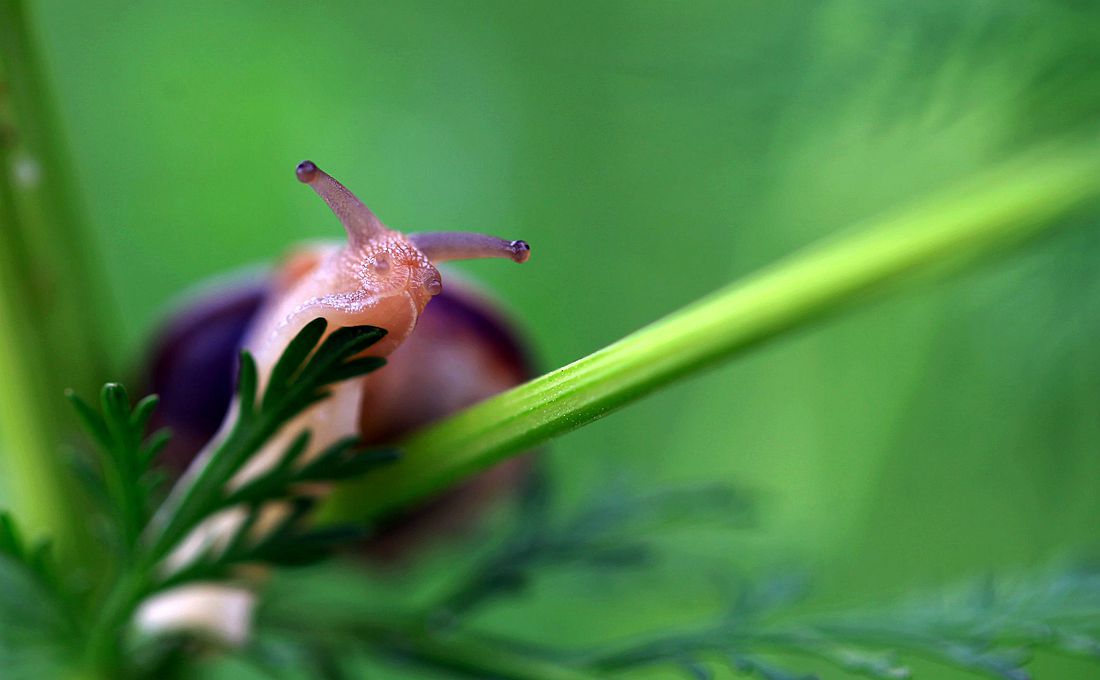 蜗牛 343_副本.jpg