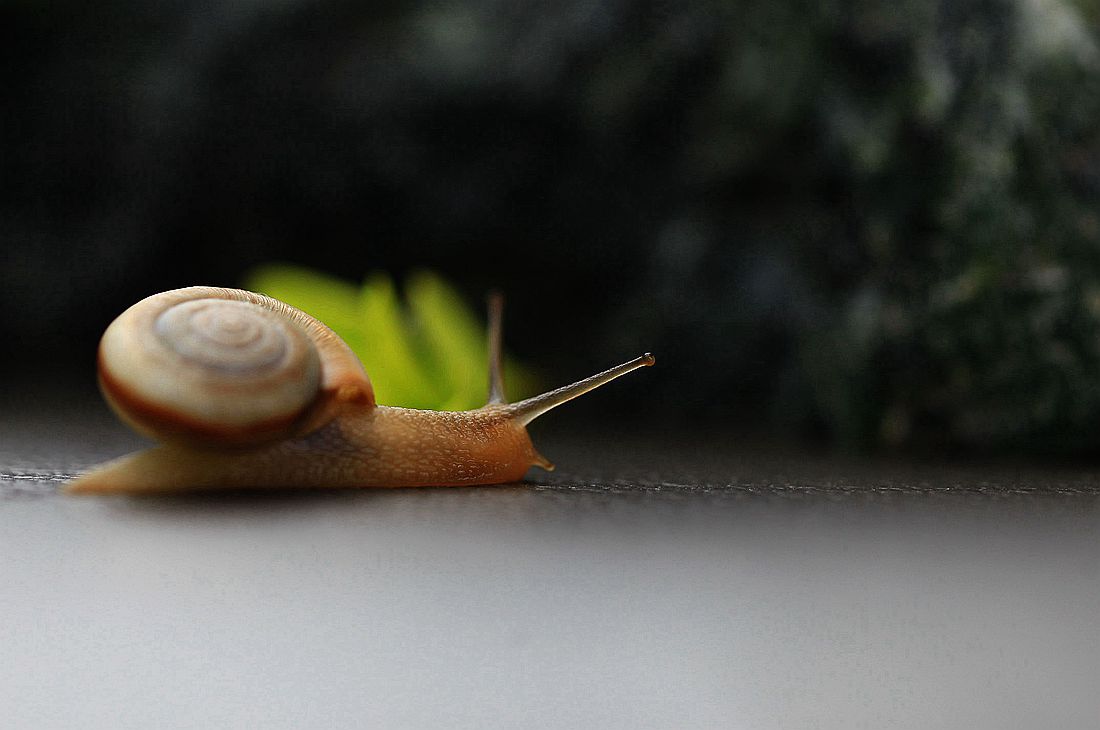 蜗牛2 279_副本.jpg