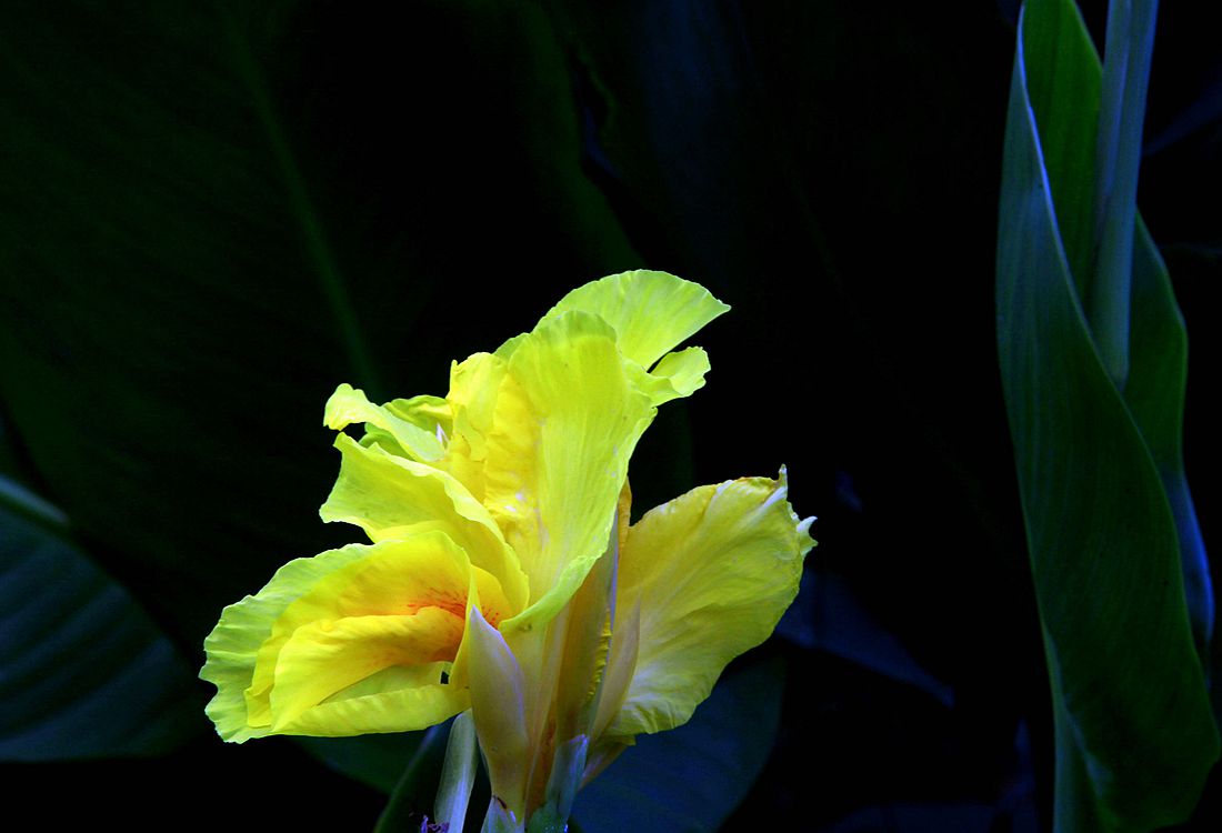 美人蕉 010_副本.jpg