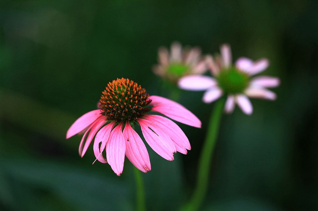 金银花 264_副本.jpg