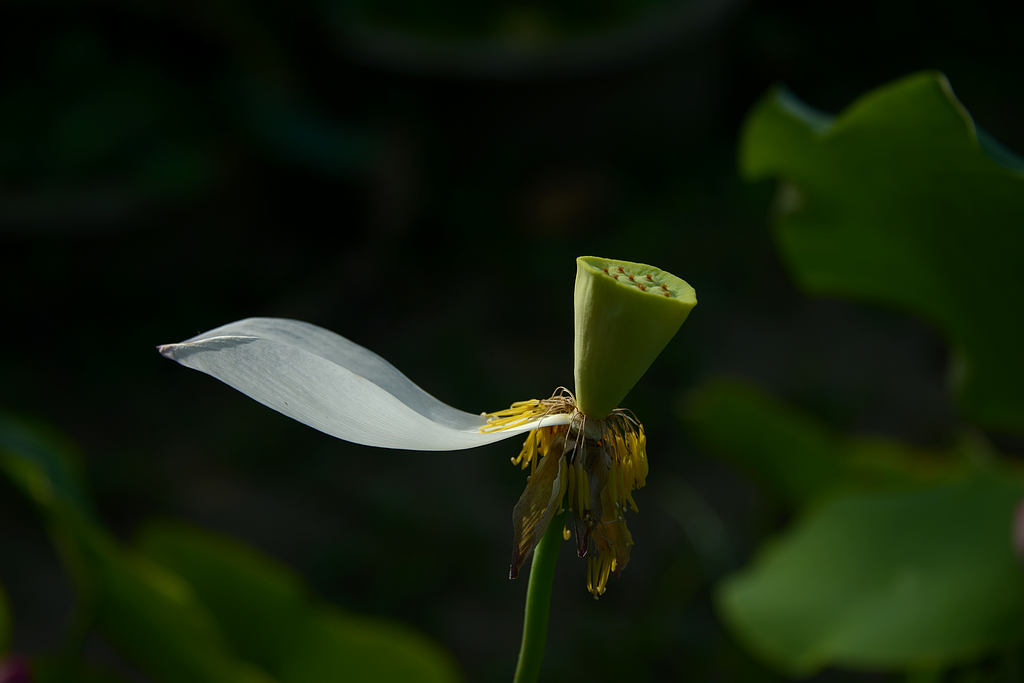 DSC_7265.JPG