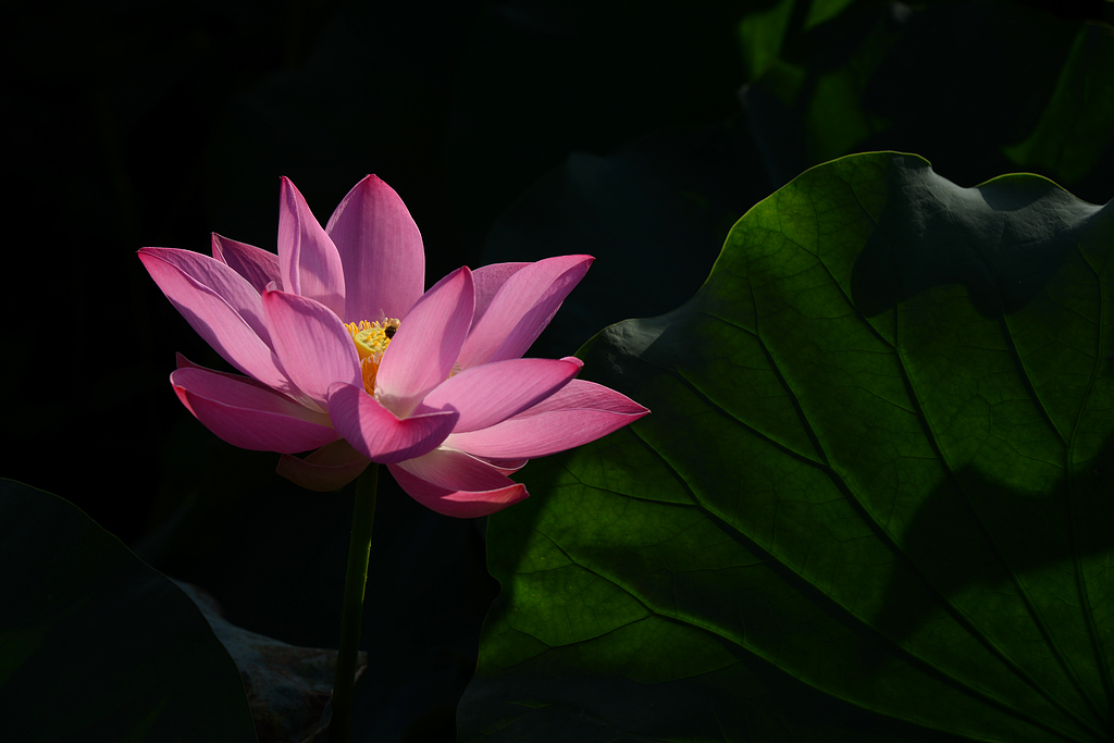 DSC_7921.JPG