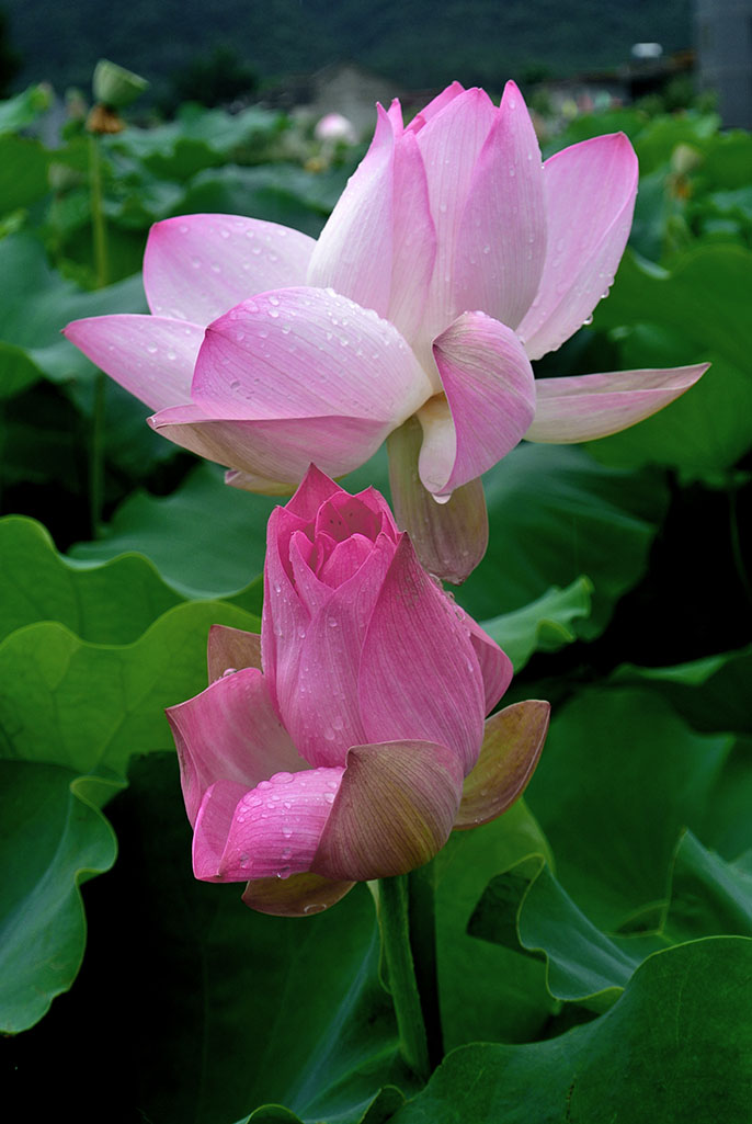 DSC_8185副本.jpg
