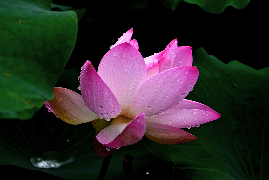 DSC_8182副本.jpg