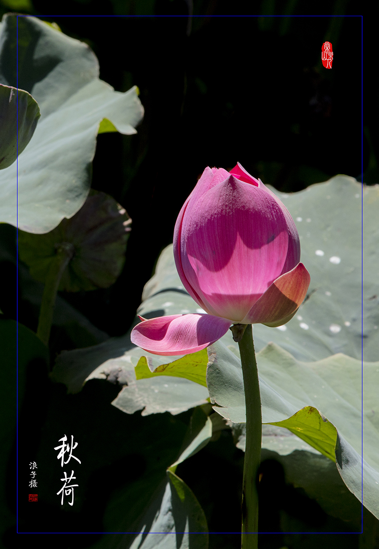 LIU_0467副本副本.jpg