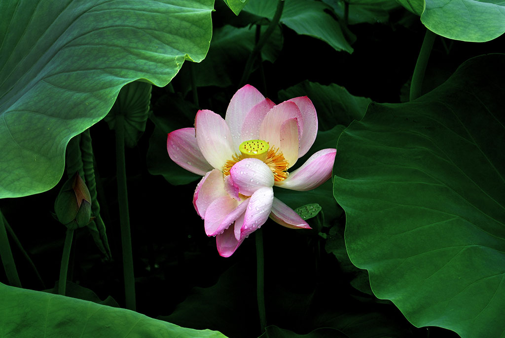 DSC_8197副本.jpg
