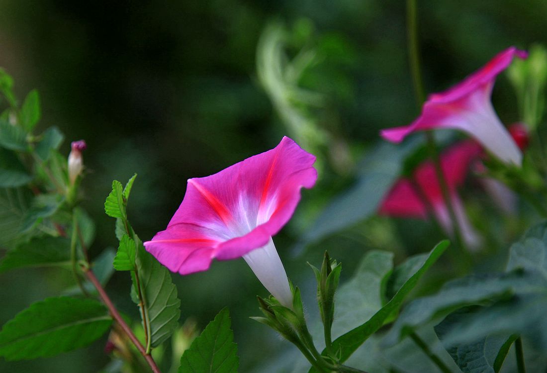 花 1503_副本.jpg