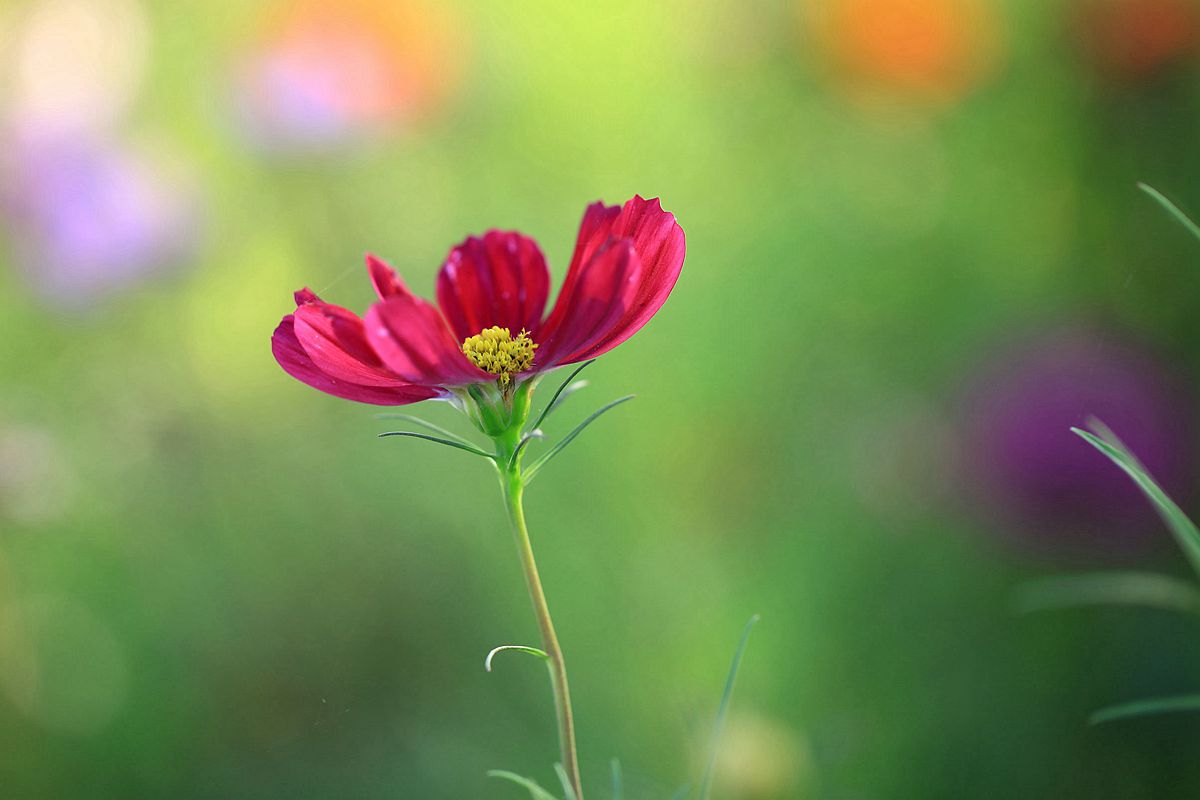 格桑花 014_副本.jpg