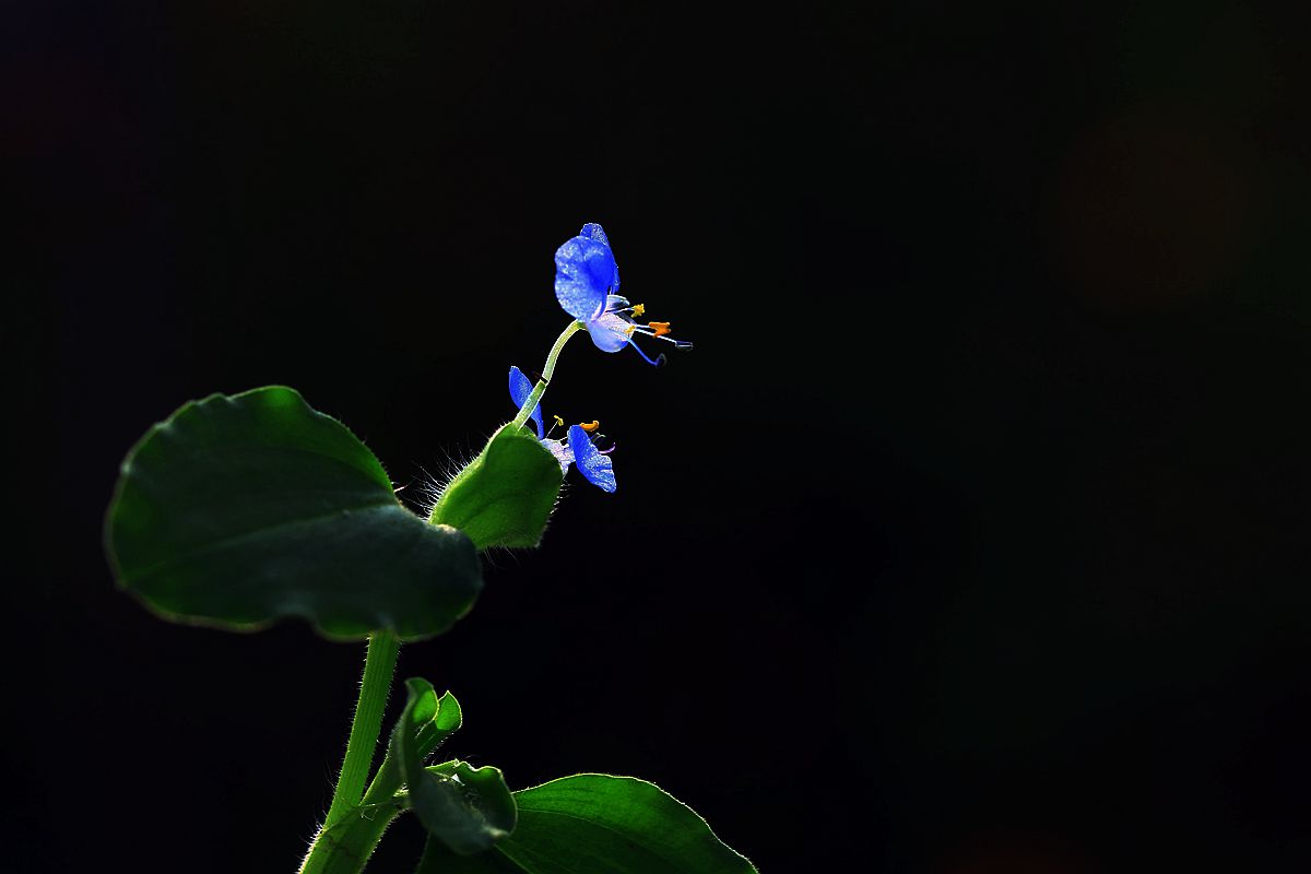 格桑1 359_副本_副本.jpg