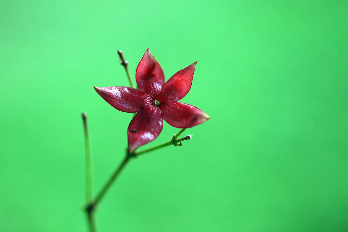 山楂 218_副本.jpg