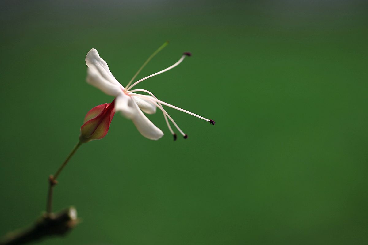 山楂 227_副本.jpg