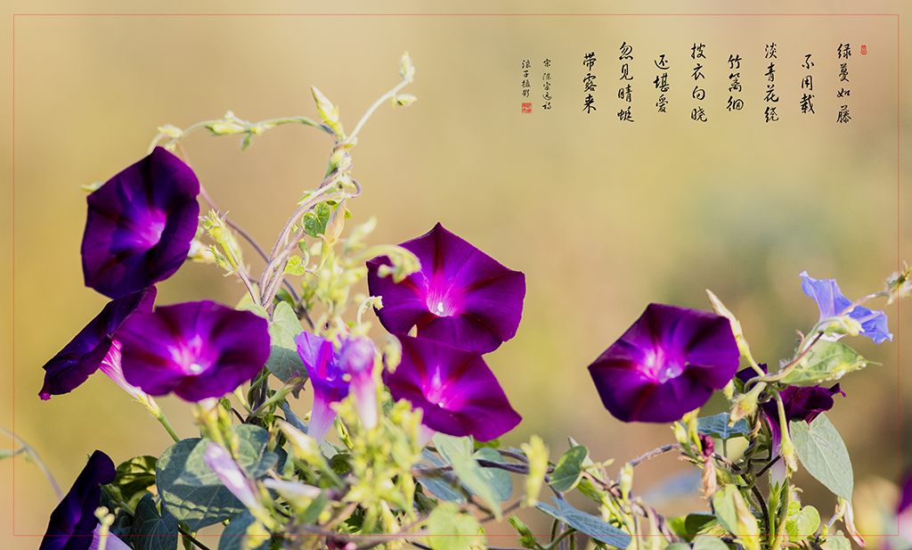 LIU_2556副本1副本.jpg
