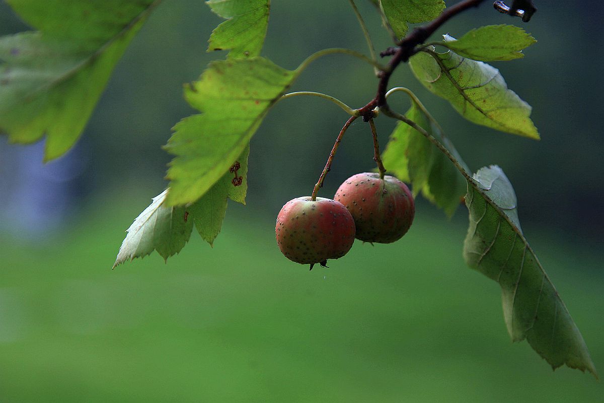 山楂 052_副本.jpg