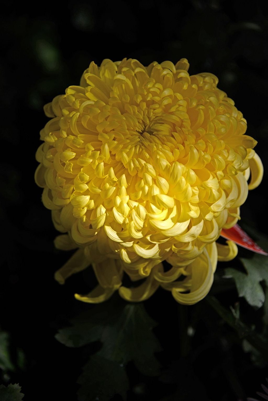 DSC_1704.JPG