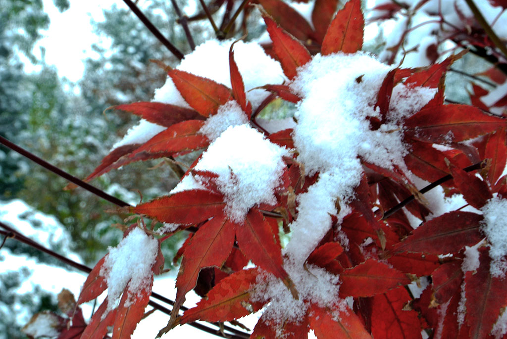 DSC_9300副本.jpg