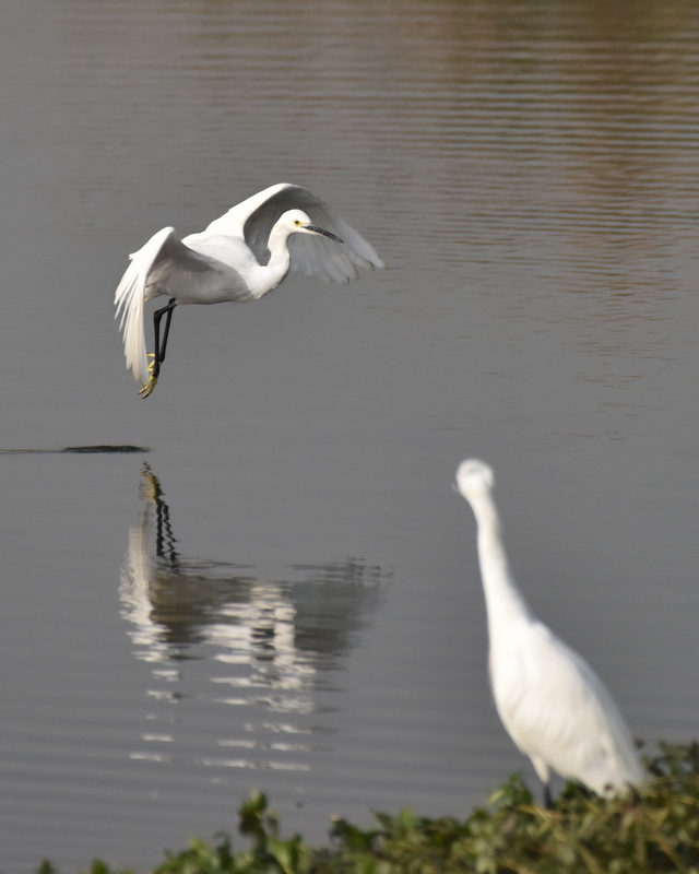 DSC_4529 - 副本.jpg