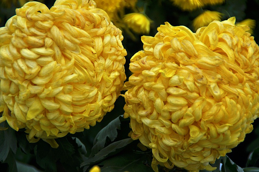 DSC_0113_conew1.jpg