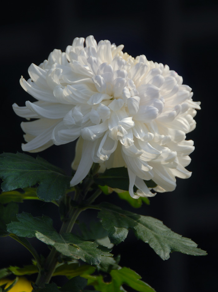 菊 花 (7).jpg